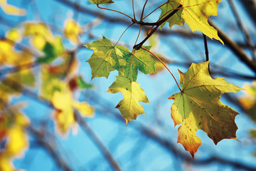 Bright spring greens at dawn in the forest. Nature comes to life in early spring.