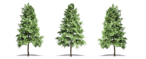 Beautiful Pinus sylvestris tree isolated and cutting on a white background with clipping path.