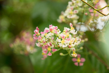 Close up of Banisteriopsis Caapi flowers, one of the Ayahuasca plants. Psychadelic plant from Brazil. Used in indigenous rituals and shamanism. 