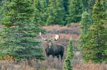 Alaska Yukon bull Moose in Denali National Park in Autumn