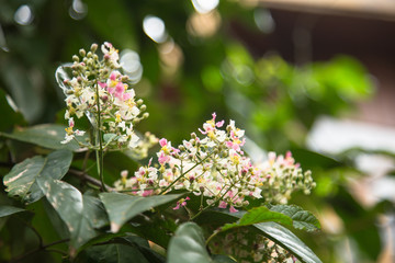 Close up of Banisteriopsis Caapi flowers, one of the Ayahuasca plants. Psychadelic plant from Brazil. Used in indigenous rituals and shamanism. 