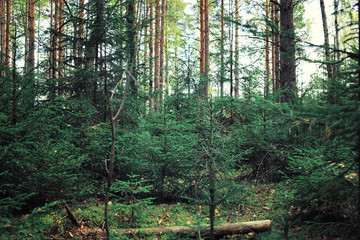 Obraz premium Bright spring greens at dawn in the forest. Nature comes to life in early spring.