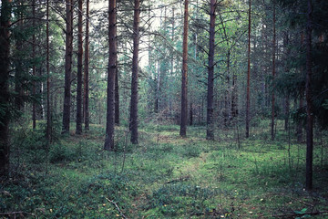 Bright spring greens at dawn in the forest. Nature comes to life in early spring.