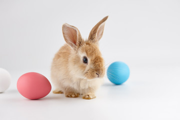Easter bunny rabbit with colorful eggs