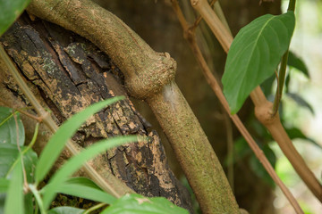 Large Banisteriopsis Caapi vine, one of the Ayahuasca plants. Psychadelic plant from Brazil. Used in indigenous rituals and shamanism. 