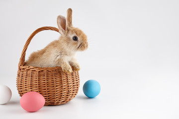 Easter bunny rabbit in basket with colorful eggs - 325419443