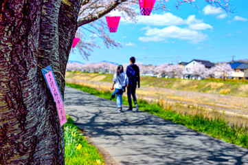 日本の風景、三田市武庫川沿いの桜並木道の川柳がたのしい