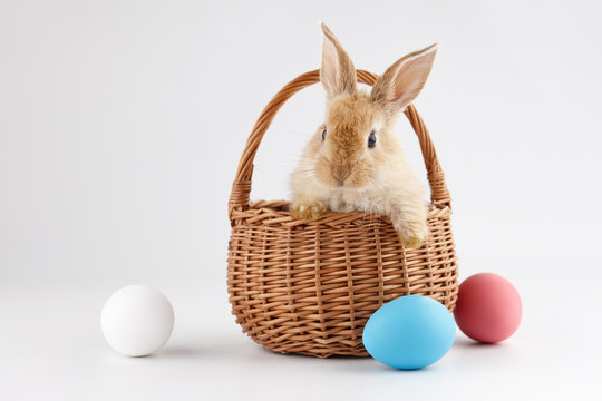 Easter bunny rabbit in basket with colorful eggs