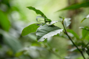 Close up of Psychotria Viridis leafs. One of the Ayahuasca plants. Used in religious and shamanic rituals in the amazon rainforest. 