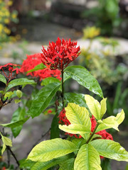 red flowers in the garden