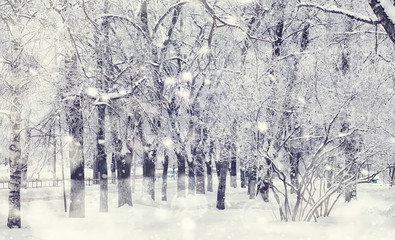 Winter forest landscape. Tall trees under snow cover. January frosty day in the park.