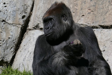 Fototapeta premium Male silver back gorilla