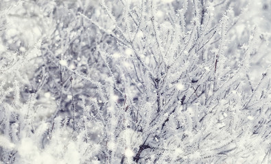 Winter forest landscape. Tall trees under snow cover. January frosty day in the park.