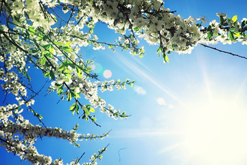 Bright spring greens at dawn in the forest. Nature comes to life in early spring.