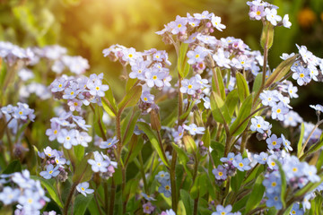 Wild spring light blue alpine forget-me-nots flowers (Myosotis alpestris). Selective focus photography