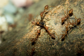 Ants and bee.
