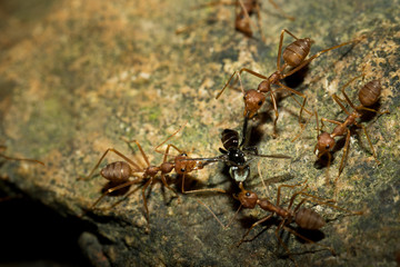 Ants and bee.