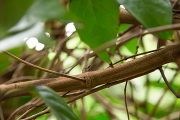 Banisteriopsis Caapi vines, one of the Ayahuasca plants. Psychadelic plant from Brazil. Used in indigenous rituals and shamanism. 
