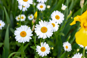 Fototapeta premium Blossoming wild white and yellow chamomile flowers on green leaves and grass background in summer.