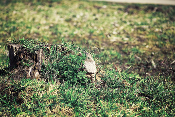 Bright spring greens at dawn in the forest. Nature comes to life in early spring.