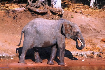 Baby-Elefant