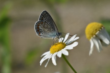 Common blue butterfly (Polyommatus icarus) perching on a daisy