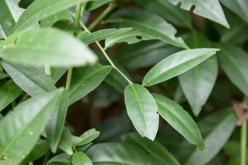 Obraz premium Leafs of Pereskia Aculeate plant or Barbados Gooseberry. Ora-Pro-Nóbis 'PANC' edible leafs. Non-conventional food source. 