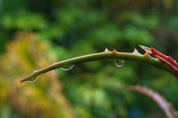 Rain drops on an Aloe Vera plant after a heavy downpour. Close-up image.