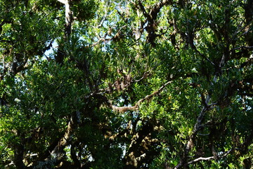 Blattlandschaft eines alten Lorbeerbaums (Madeira)