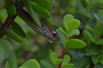 Juvenile olive whip snake or olive grass snake (Psammophis mossambicus) in my garden 