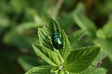 Mint Leaf Beetle (Chrysolina herbacea) feeding on a leaf of the wild mint plant © Leander