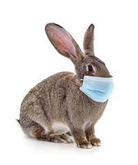 Fototapeta na wymiar Rabbit in the medical mask.