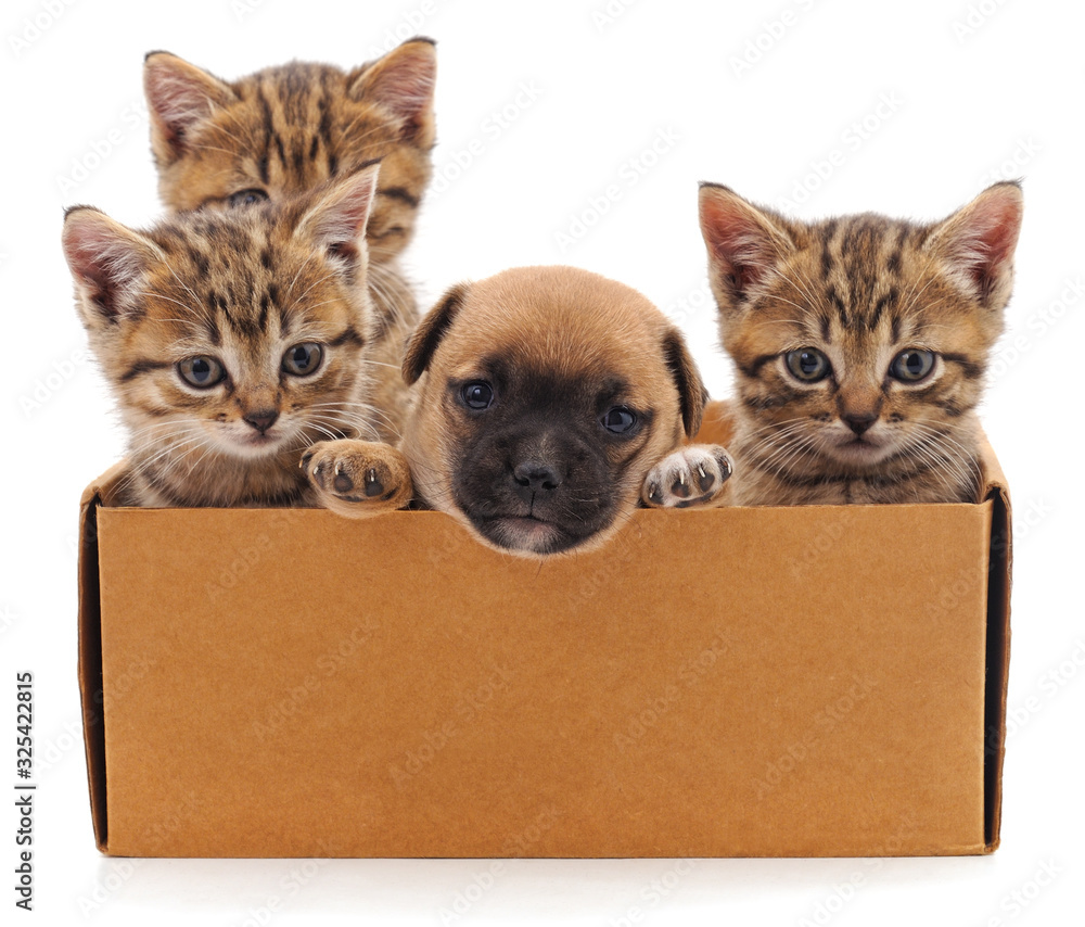 Sticker kittens and puppy in a box.