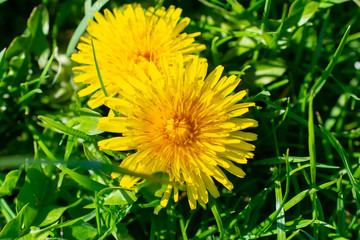 A dandelion in grass.