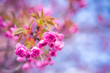 Obraz na płótnie Canvas Blooming cherry tree in spring time.
