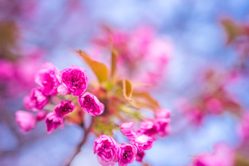 Naklejka na ściany i meble Blooming cherry tree in spring time.