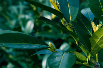 Green background, plants and bushes in the garden.