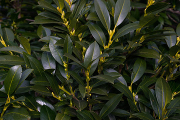 Green background, plants and bushes in the garden.