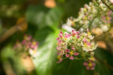 Close up of Banisteriopsis Caapi flowers, one of the Ayahuasca plants. Psychadelic plant from Brazil. Used in indigenous rituals and shamanism. 