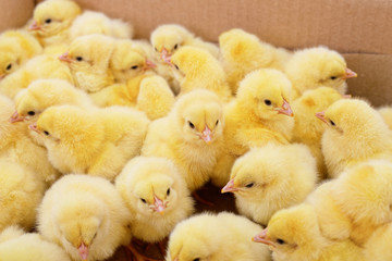 Little chickens in a box.