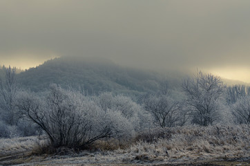 Winter background.Winter icing on trees.Winter landscape.