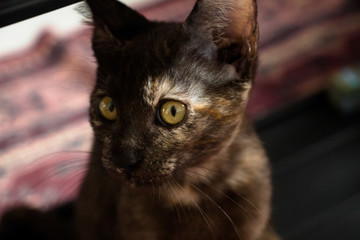 Gatinho preto com mancha branca nos olhos