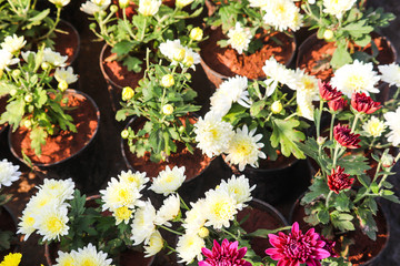 Blooming Bright Colorful Flowers For Modern Home Gardening In Greenhouse Environments Surrounded With Greenery For Indoor Decorations