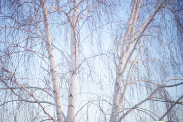 Birch tree with bare branches in blue sky.