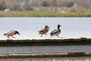 Kaczki © Mariusz Stoszewski
