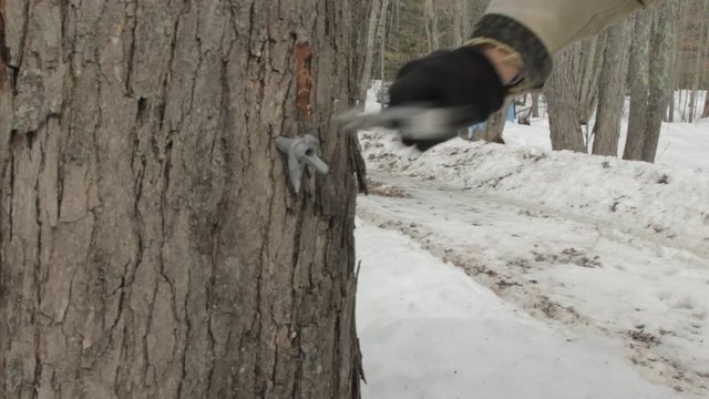 Tapping A Maple Tree To collect Maple Sap For Maple Syrup With Audio