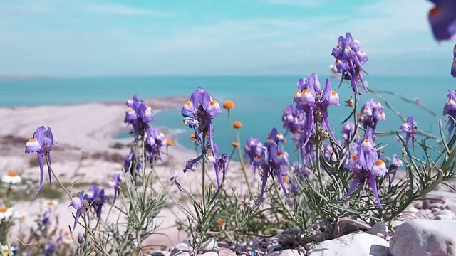 Shore of the Dead Sea covered in purple flowers
