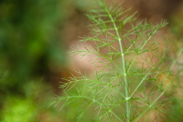  Fennel or foeniculum vulgare plant in a garden