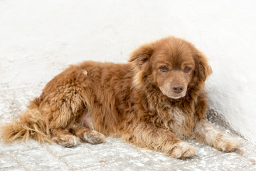 Young puppy on the street, Morocco 
