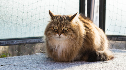 Long haired cat of siberian breed in livestock